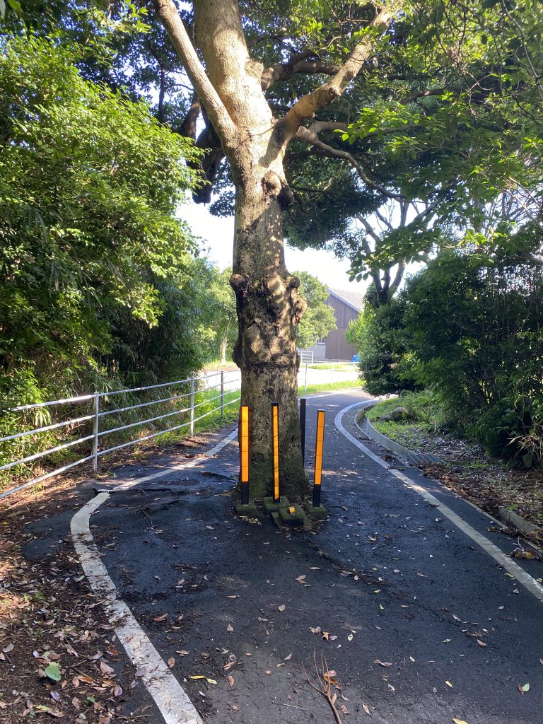 3日目国東半島サイクリングルートの真ん中に生えてる木