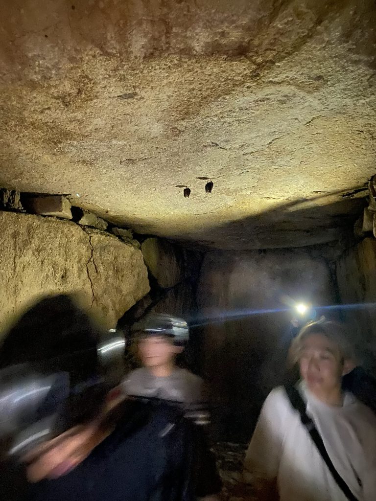 鳶尾塚古墳にいたコウモリ